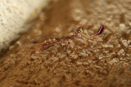 Réf. 268 934 : Mantispa styriaca